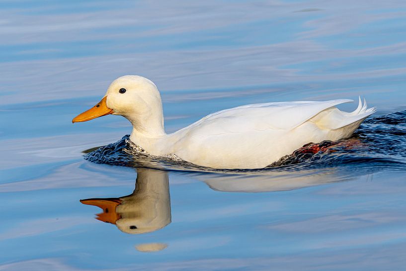 Duck by Michael Roubos