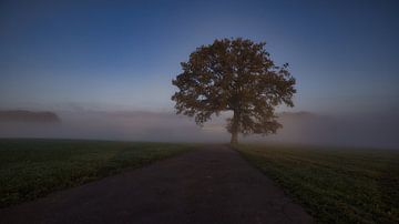 Boom in de mist