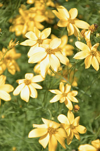 Sonnenstrahlen in voller Blüte