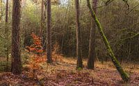 Velhorst estate - Lochem (Netherlands) by Marcel Kerdijk thumbnail