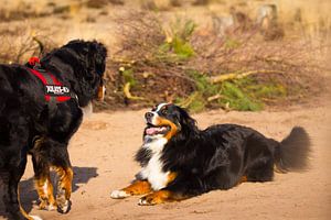 Dogfun