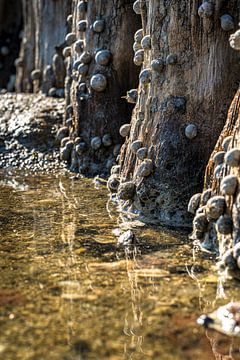 Sea snails at low tide by Fotografiecor .nl