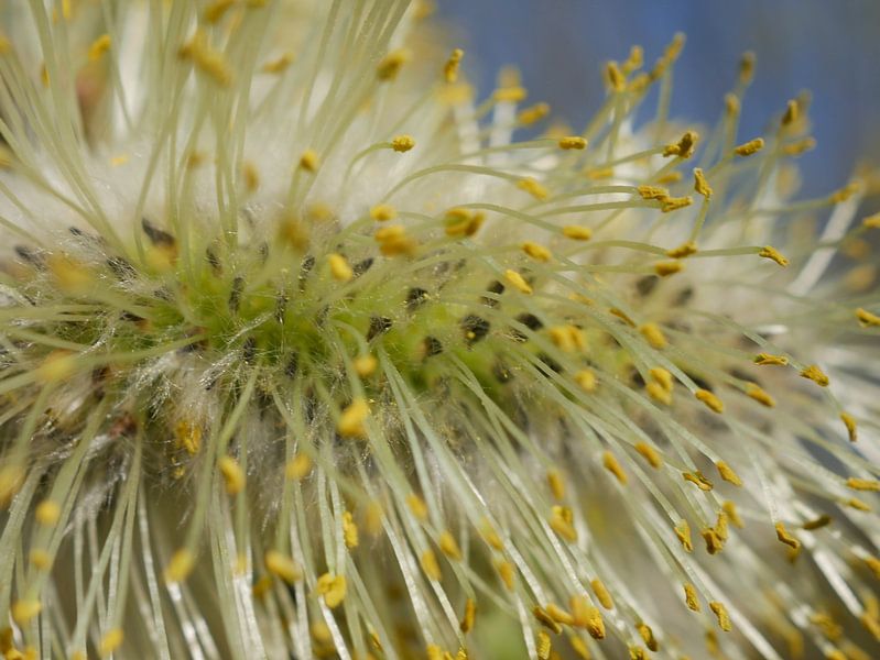 Detail Weidenkatze von Wim vd Neut