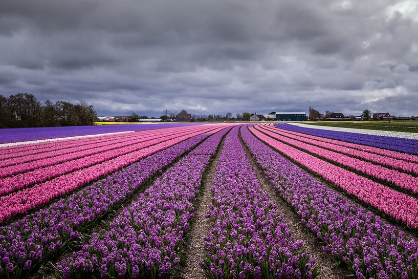 Follow the line van Ralf Linckens