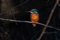 Kingfisher female in beautiful setting spring sun