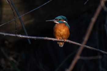 Ijsvogelvrouwtje in mooi ondergaande lentezon