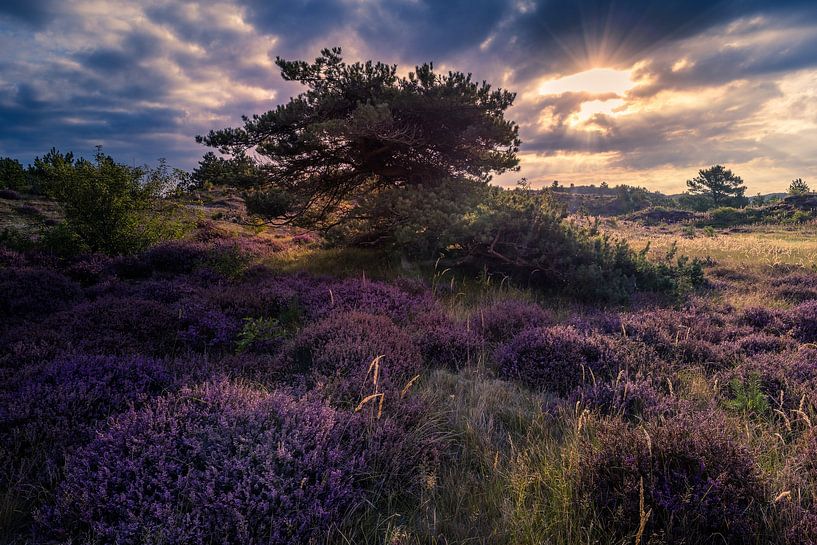 heather for a pine tree by peterheinspictures