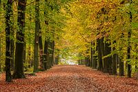 Herfst in het bos