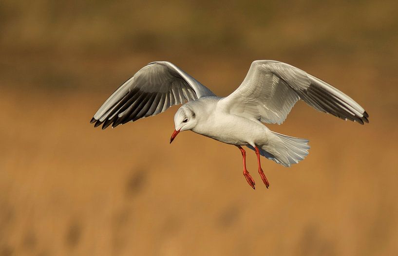 Kokmeeuw by Henriëtte van Golde