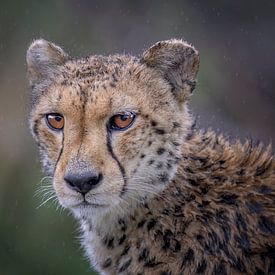 Cheetah portrait by Larissa Rand