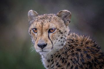 Cheetah portret van Larissa Rand
