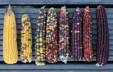 Kleurrijke maïs op de kolf van Ulrike Leone