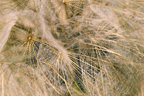 Wiesenbocksbart grün/gold