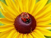 Gele bloem met lieveheersbeestje van Gonnie van Hove thumbnail