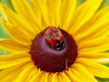 Gele bloem met lieveheersbeestje by Gonnie van Hove