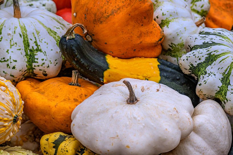 Pompoenvariëteit van Photoart-Naegele