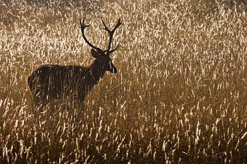 gehoornde herten in het natte gras