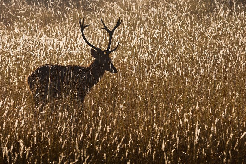 Gehörnter Hirsch im nassen Gras von Michael Semenov