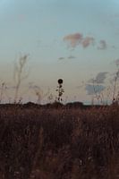 Dode zonnebloem