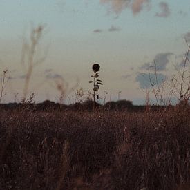 Dead Sunflower von Zoom_Out Photography