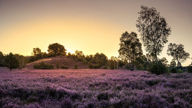 Heideblühen von Steffen Henze