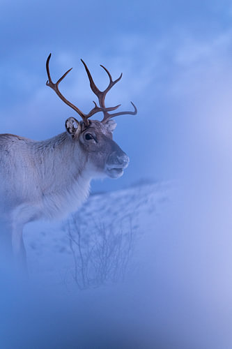 Reindeer in blue winter light – Wildlife nature photography