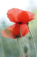 Poppies portrait