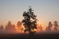 Trees at sunrise by BYLDWURK thumbnail