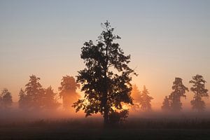 Bomen bij zonsopkomst van BYLDWURK