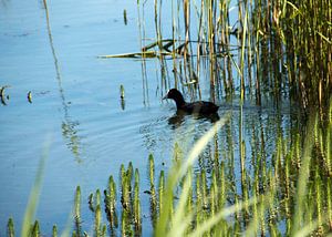 Meerkoet tussen de waterplanten