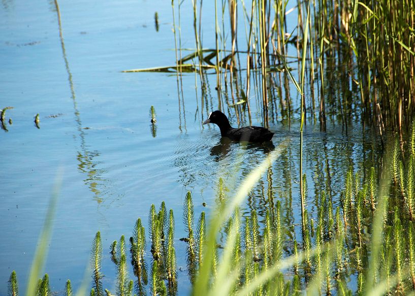 Meerkoet tussen de waterplanten von Ina Hölzel