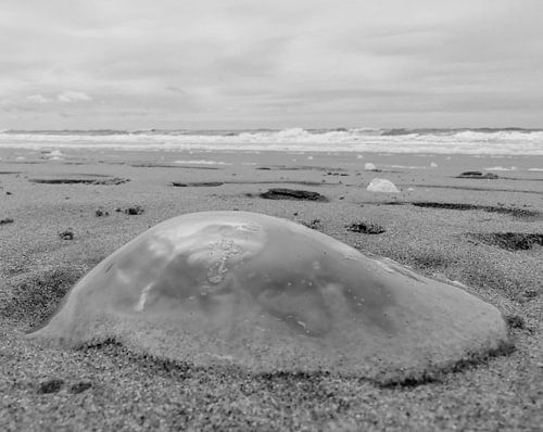 Kwal op het strand in zwart-wit
