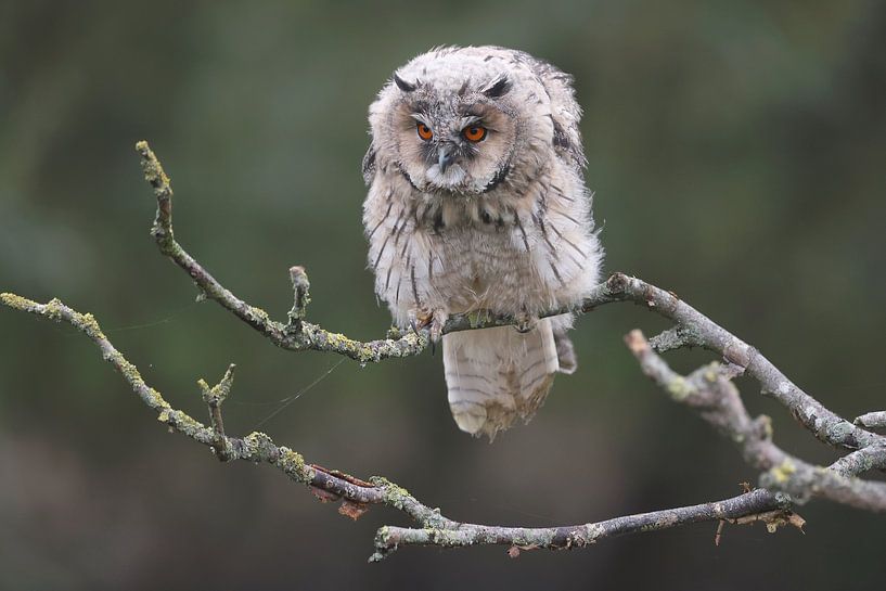Long-eared Owl (Asio otus) by Ronald Pol