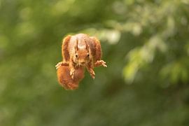 Jump! by Marjan Slaats