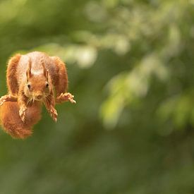 Jump! van Marjan Slaats