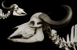 Vergänglichkeit von Truckpowerr