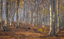 Forêt de hêtres dans le parc naturel du Montseny, en Catalogne  sur PhotoCluster