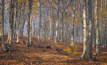 Beech Forest in Montseny Natural Park, Catalonia 