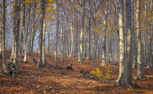 Buchenwald im Naturpark Montseny, Katalonien 