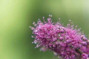 Blume III