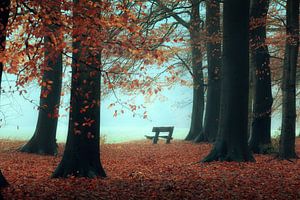 Stille im Wald