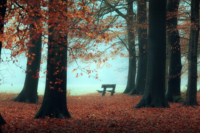 Stilte in het bos van Niels Tichelaar