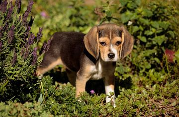 Beagle van Frank Smedts