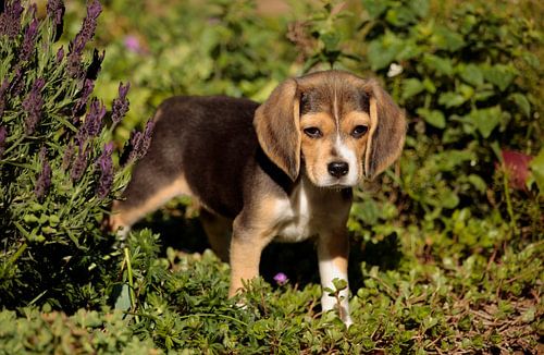 Beagle