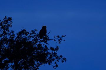 Eurasian Eagle Owl ( Bubo bubo ) at night, perched high up in a tree, silhouetted against the dark b van wunderbare Erde