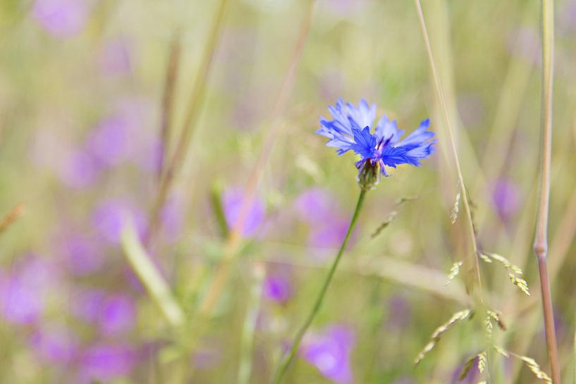 Kornblume von Monique Verbeek