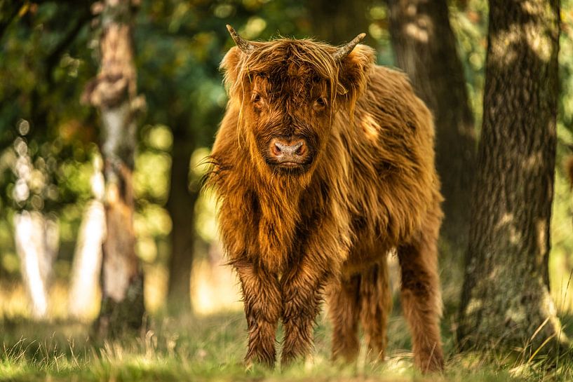 Scottish highlander by Bas Fransen