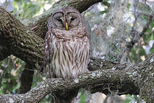 Barred Owl Florida USA