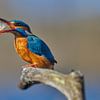 Kingfisher - Feeding time! Female catches a chub by Kingfisher.photo - Corné van Oosterhout
