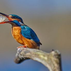 Kingfisher - Feeding time! Female catches a chub by Kingfisher.photo - Corné van Oosterhout